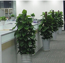 贵州办公室绿植租赁，你需要考虑哪些方面